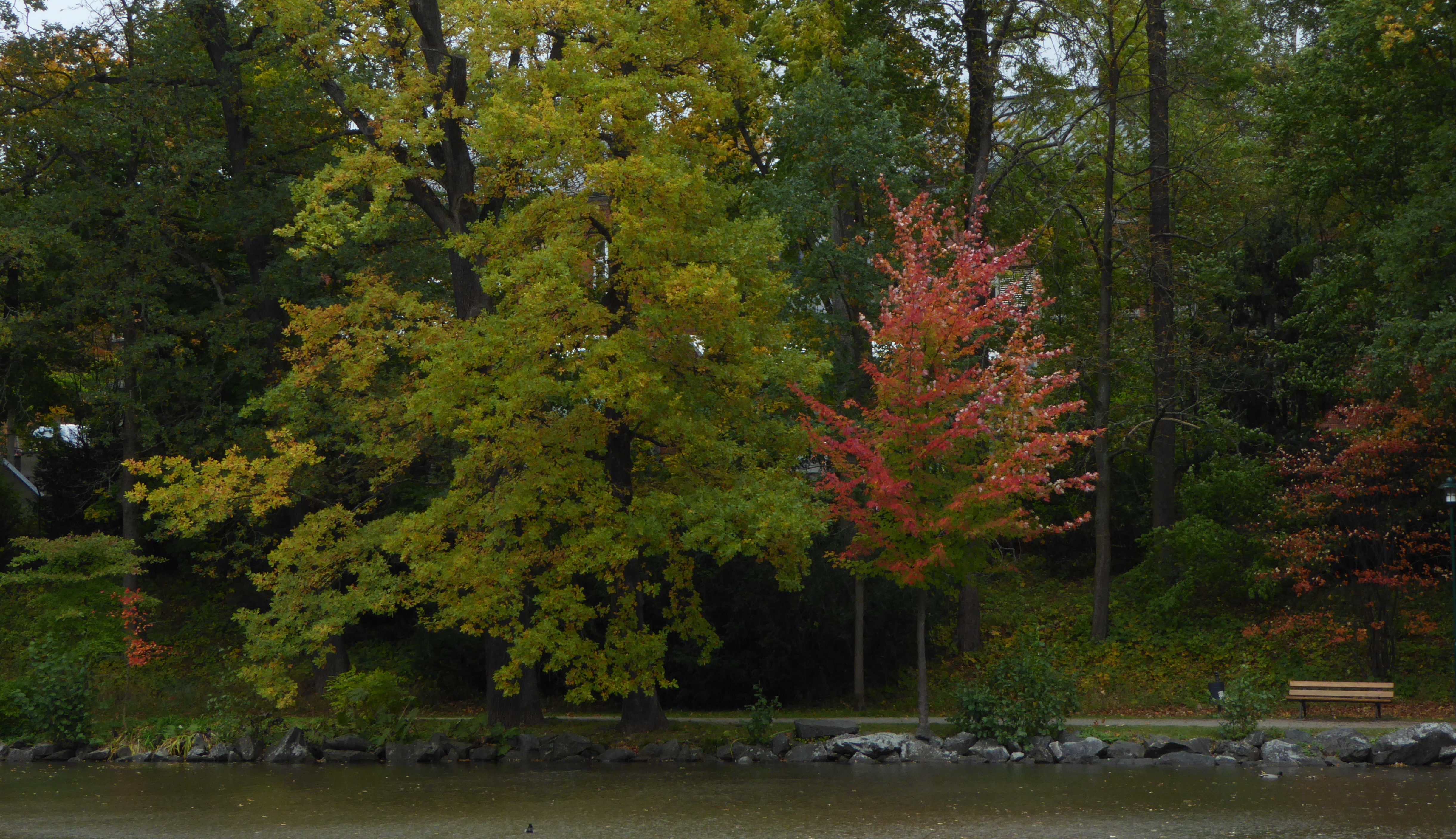 Herbst im Park