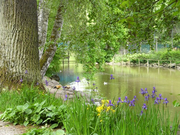 Tierpark Röhrensee – See mit Baum im Vordergrund