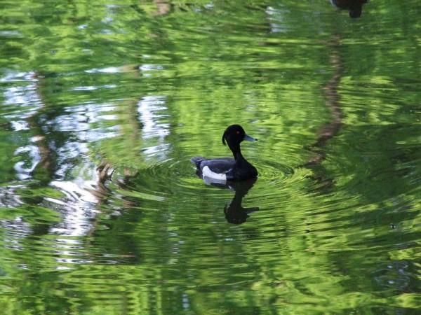 Tierpark Röhrensee – Ente auf See