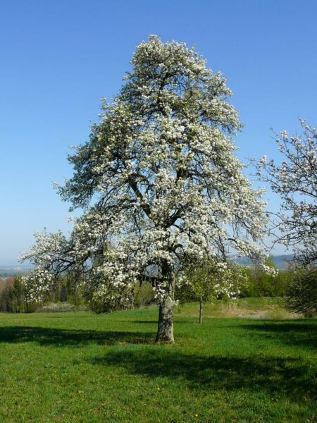 Tierpark Röhrensee Baumpatenschaft – Baum auf einer Wiese