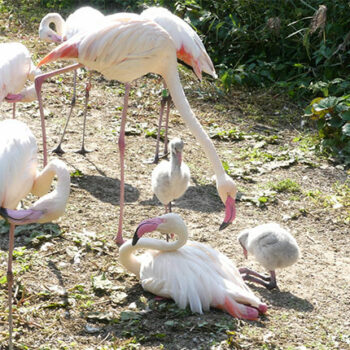 Tierpark Röhrensee – Flamingos