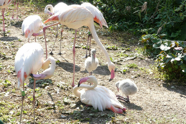 Tierpark Röhrensee – Flamingos