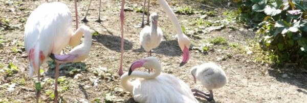 Tierpark Röhrensee – Flamingos