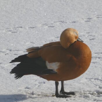 Eine Rostgans im Schnee