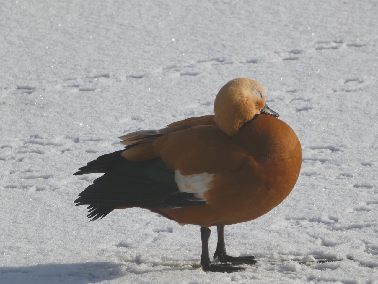 Eine Rostgans im Schnee