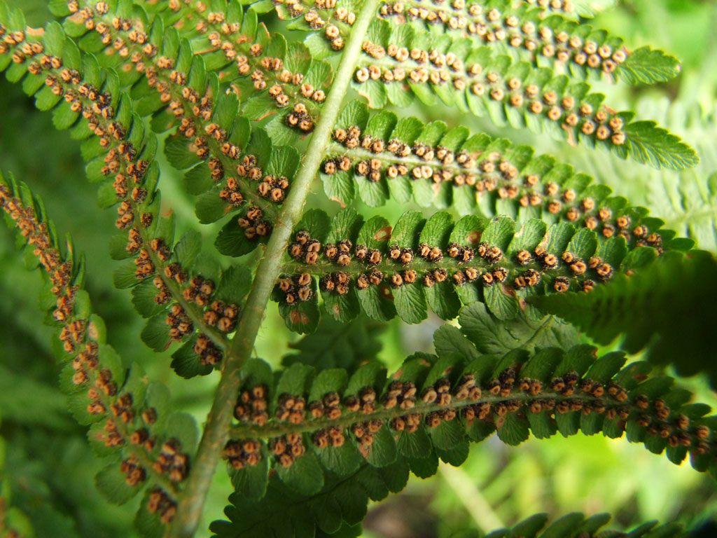 Farne in der Farnschlucht am Tierpark Röhrensee zu finden